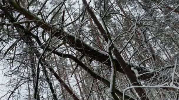 Bäume mit Frost und Schnee bedeckt — Stockvideo