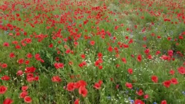Çiçek açan gelinciklerle bir tarlanın üzerinde uçmak.