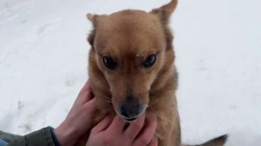 Sahibi elle okşayan köpek. Köpek yalama. Kış dışarıda.