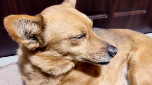 Pies gotowy zasnąć, powoli zamyka oczy. Zmęczony pies. — Wideo stockowe