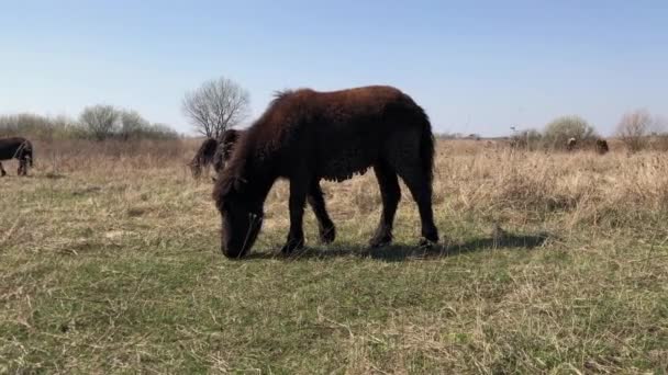 Weidendes braunes Pony, vernachlässigtes ungepflegtes Pony. Schmutziges Tier. Im Frühjahr. — Stockvideo