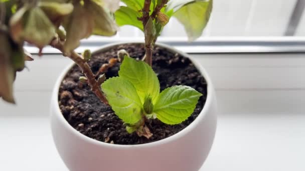 Flores murchas num vaso branco. Doença de plantas domésticas. Panorama — Vídeo de Stock