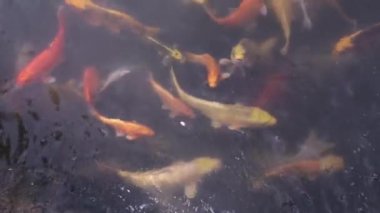 Fancy carp, Top view. Plenty of Colorful fish. View from above. Freshwater animals. Beautiful nature.. It golden red orange black and yellow of body koi fish that are swimming.