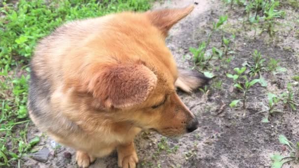 Red Dog Stares Hidden Hedgehog Summer — Video Stock