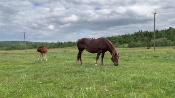 Side View Brown Horses Grazing Green Meadow Field Forest Backround — Stock video