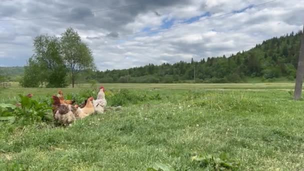 鶏は緑の草の上で穀物を食べる 牧草地で鶏のカラス 鶏と鶏が緑の谷を歩く 素晴らしい曇りの空 緑の風景 — ストック動画