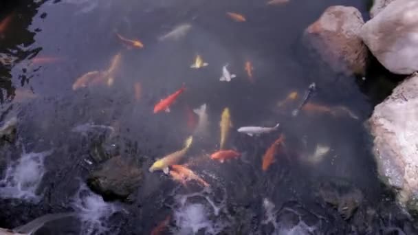 Süslü Sazan Balığı Top View Bir Sürü Renkli Balık Yukarıdan — Stok video