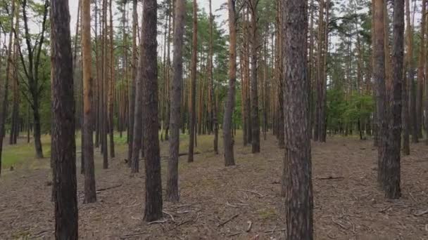 Движение Камеры Через Сосновый Лес Красивый Сосновый Лес — стоковое видео