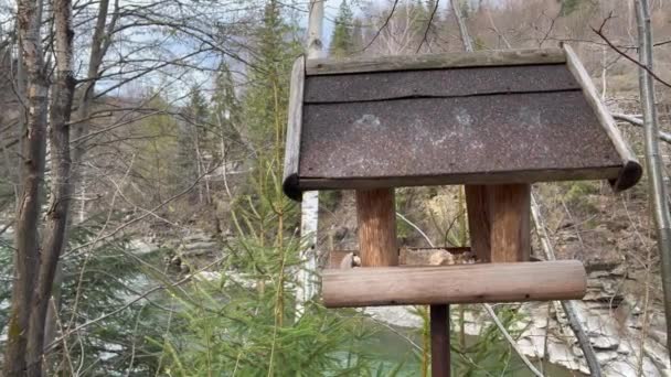 Bird Feeder Bank Mountain River Mountainous Area — Stock Video