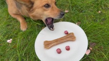 Kırmızı köpeğin doğum günü yemeğini yemesine yakın çekim. Köpek komik konsepti için doğum günü partisi.