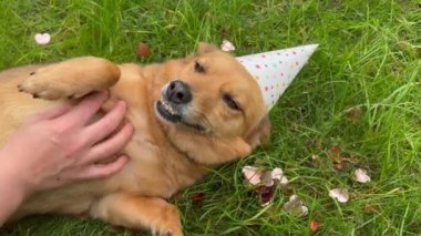 Kadın elle okşama, doğum günü köpeği. Baş aşağı uzanmış, karnı kalkık. Sahibi hayvanları sever.. 