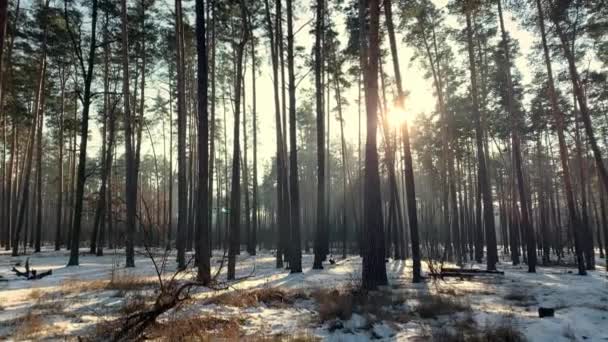 Erős Fák Könnyű Köd Csodálatos Nap Téli Erdőben Sugarak Átkelnek — Stock videók