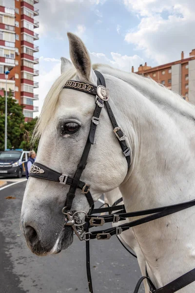Detalhe Cabeça Cavalo Andaluz Branco — Fotografia de Stock