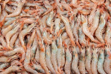 Karidesler, deniz ürünleri, beyaz karidesler (Gambas blancas de Isla Cristina, Huelva) 