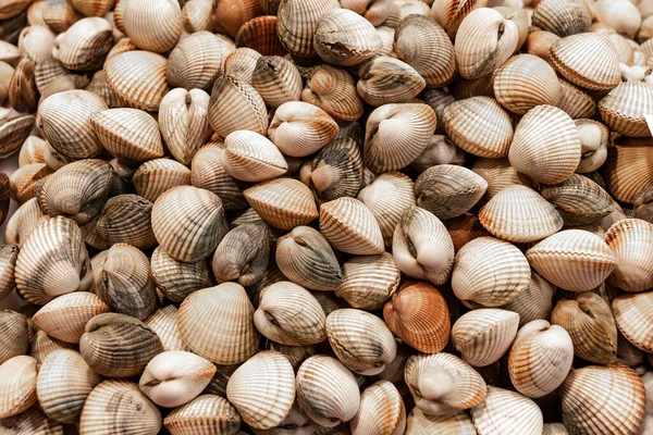 Amêijoas Brutas Chamadas Berdigones Mercado — Fotografia de Stock