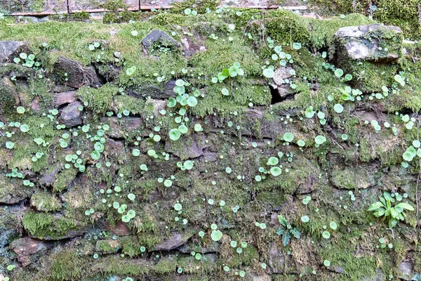 Pohled Zelený Mech Kamenné Zdi — Stock fotografie