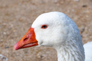 Beyaz bir kazın kafasının ayrıntıları