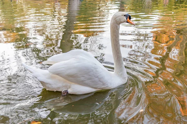 White Male Swan Swimming Pond — Stock Photo, Image