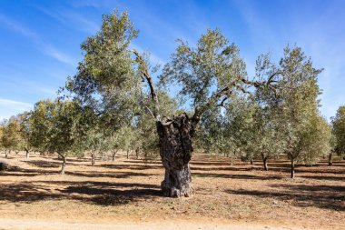 Bir zeytin koruluğunda 100. yıl zeytin ağacı