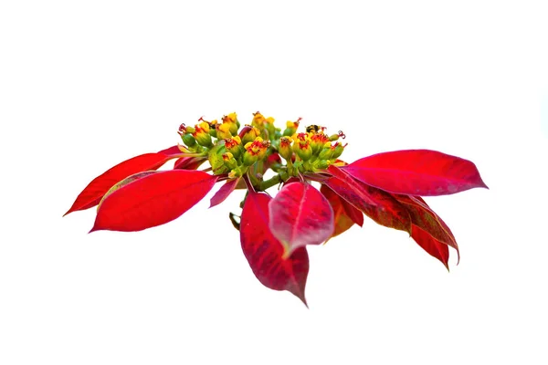 Poinsettia Euphorbia Pulcherrima Elszigetelt Fehér Alapon — Stock Fotó