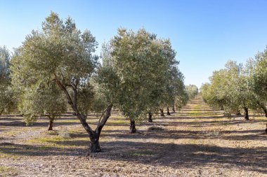 Zeytin koruluklarında zeytin yağı üretimi için yazılan zeytin ağaçları
