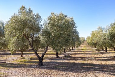 Zeytin koruluklarında zeytin yağı üretimi için yazılan zeytin ağaçları