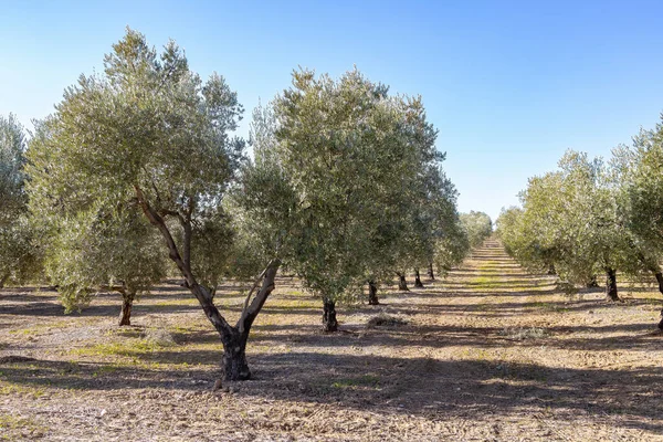 Olivovníky Olivových Hájích Určených Produkci Olivového Oleje — Stock fotografie
