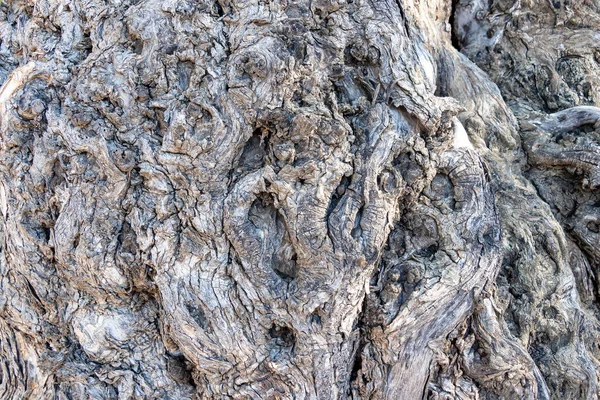 Detalhe Das Rugas Tronco Uma Oliveira Centenária — Fotografia de Stock