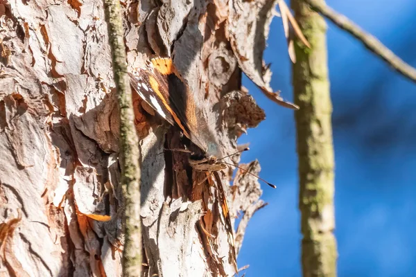 Monarch Butterfly Simply Monarch Danaus Plexippus Trunk Pine Tree Milkweed — стокове фото