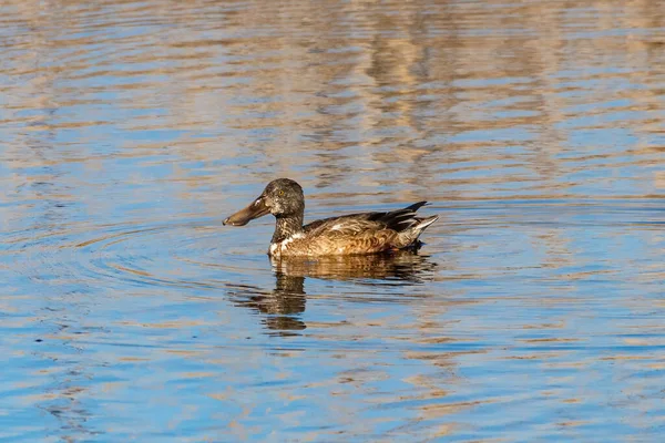 Female Northern Shoveler Spatula Clypeata Known Simply Britain Shoveler Common — Stockfoto