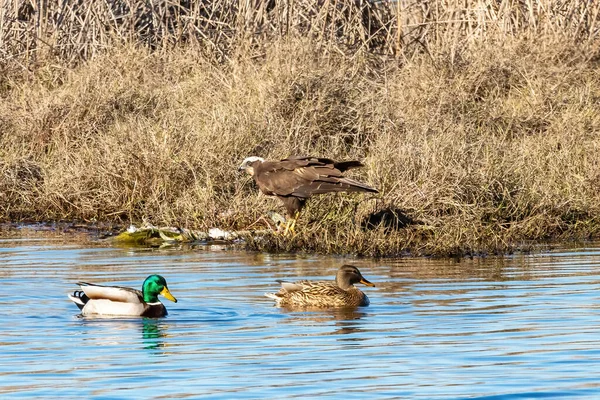 Western Marsh Harrier Eating Its Dam Circus Aeruginosus Also Known — Stockfoto