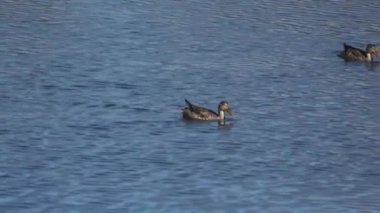Kuzeyli kürekçinin dişisi (Spatula clypeata), Britanya 'da kürekçi olarak bilinen, yaygın ve yaygın bir ördektir.