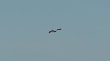 Avını arayan batılı bir bataklık gemisi olan (Circus aeruginosus), Avrasya bataklık harrier 'i olarak da bilinir.