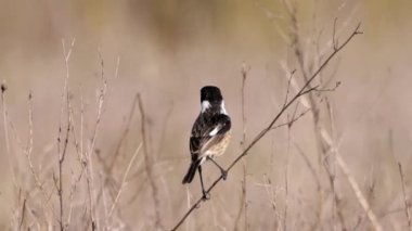Donana Ulusal Parkı 'nda, Ortak Taş Şapkalı Erkek (Saxicola rubicola)