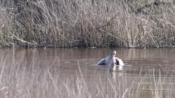 Greylag Husa Anser Anser Procesu Páření Zpomalený Pohyb — Stock video