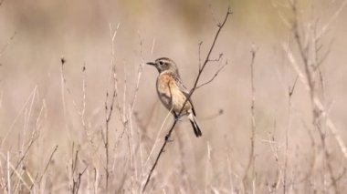 Donana Ulusal Parkı 'nda, Ortak Taş Şapkalı Kadın (Saxicola rubicola)
