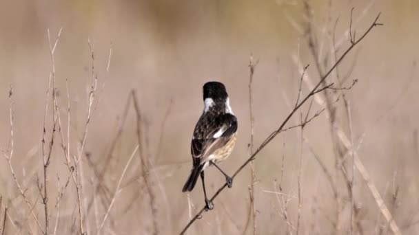 Male Common Stonechat Saxicola Rubicola Taman Nasional Donana — Stok Video