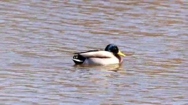 Mallard ya da yaban ördeği (Anas platyrhynchos) gölette yüzer