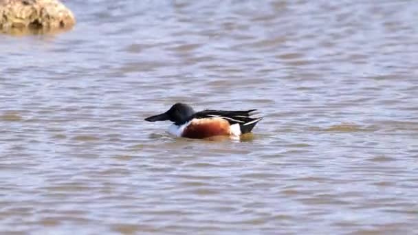 在英国被称为铲子的池塘 Spatula Clypeata 里游泳的北方铲子公鸭是一种常见而广泛的鸭 — 图库视频影像