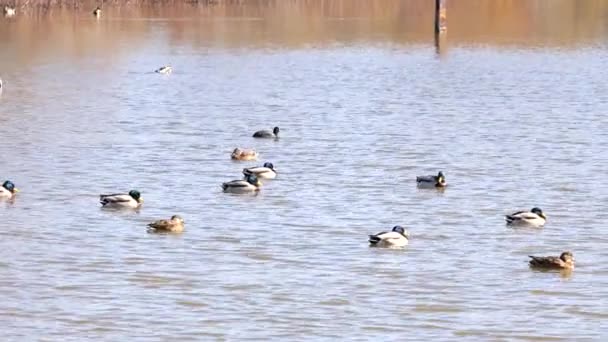 Mallard Yaban Ördeği Anas Platyrhynchos Gölette Yüzer — Stok video
