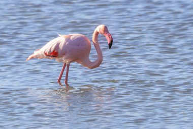 Büyük flamingo (Phoenicopterus roseus) Marismas del Odiel Natural Park, Huelva, İspanya
