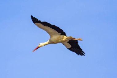 Beyaz leylek (Ciconia ciconia) doğalpark Donana, Endülüs, İspanya 'da uçuyor