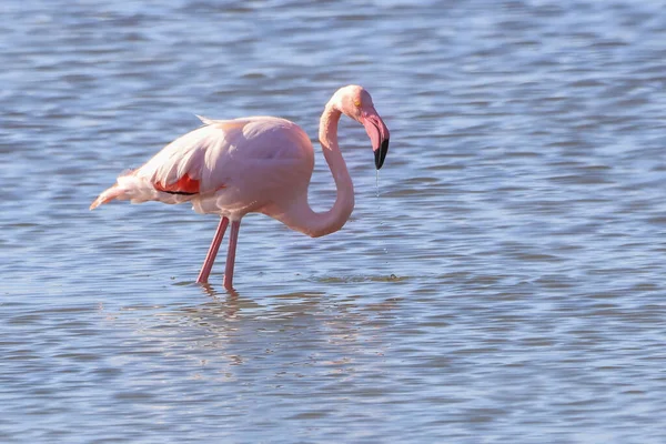 Flamingo Mai Mare Phoenicopterus Roseus Care Rulează Pentru Începe Zborul — Fotografie, imagine de stoc