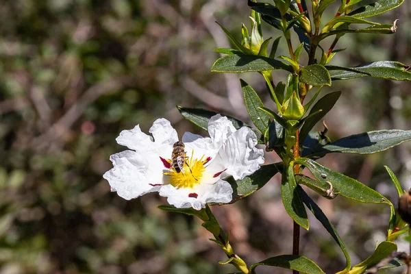 Abelha Europeia Apis Mellifera Sobre Flor Rockrose Branca Primavera Mediterrânea — Fotografia de Stock
