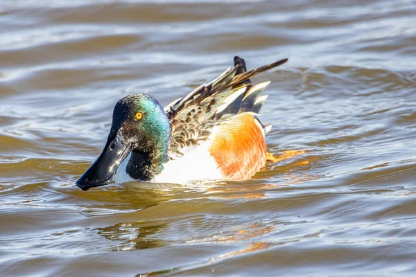 Male Northern Shoveler Spatula Clypeata Known Simply Britain Shoveler Common — Stock Photo, Image