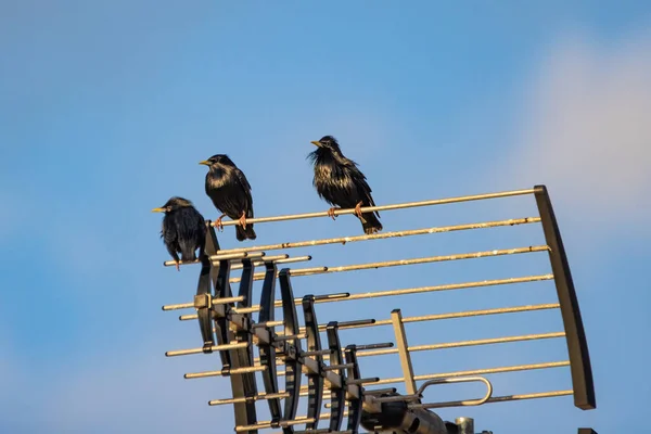 Makelloser Star Sturnus Unicolor Hockt Auf Einer Fernsehantenne — Stockfoto