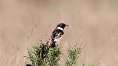 Donana Ulusal Parkı 'nda, Ortak Taş Şapkalı Erkek (Saxicola rubicola)