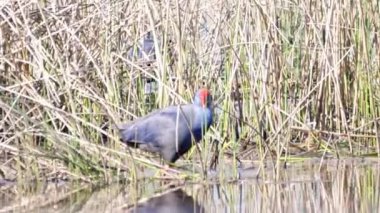 Bataklıklarda mor gallinül (Porphyrio porphyrio)