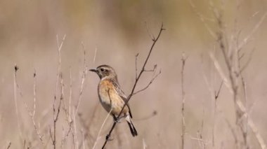 Donana Ulusal Parkı 'nda, Ortak Taş Şapkalı Kadın (Saxicola rubicola)