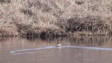 Küçük bir yunus (Tachybaptus ruficollis), ayrıca dabchick olarak da bilinir, göl kıyısına yüzer.